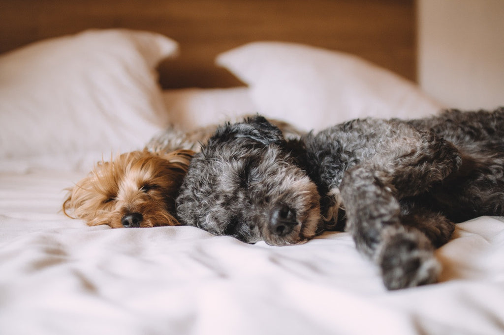 Clean Sheets The Whole Family Will Love